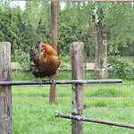 Met De Kippen Op Stok - Vakantiehuisjes Holiday home