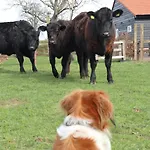 Met De Kippen Op Stok - Vakantiehuisjes