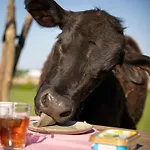 Met De Kippen Op Stok - Vakantiehuisjes Σπίτι διακοπών