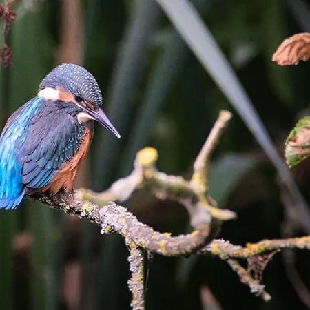 Ferienhaus Met De Kippen Op Stok - Vakantiehuisjes Baexem