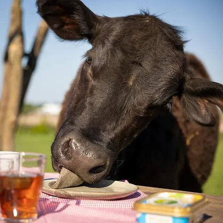 Met De Kippen Op Stok - Vakantiehuisjes Vakantiehuis
