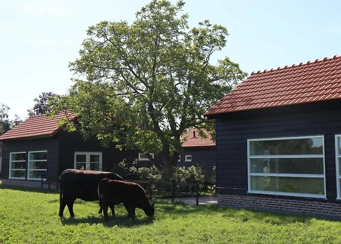 Met De Kippen Op Stok - Vakantiehuisjes Baexem