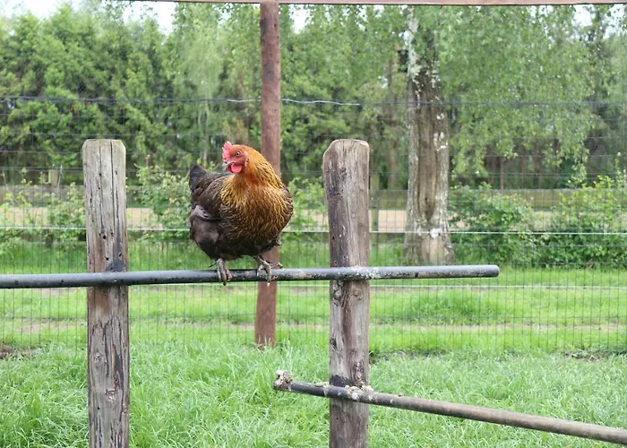 Met De Kippen Op Stok - Vakantiehuisjes بيت للعطل