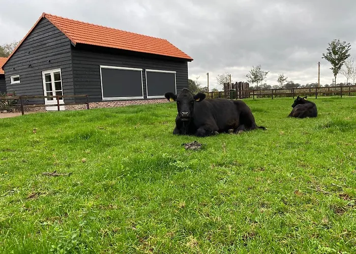 Met De Kippen Op Stok - Vakantiehuisjes *