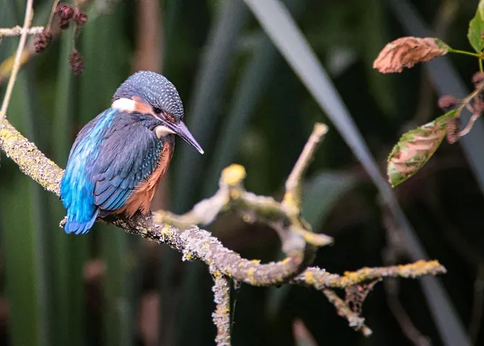 بيت للعطل Met De Kippen Op Stok - Vakantiehuisjes Baexem