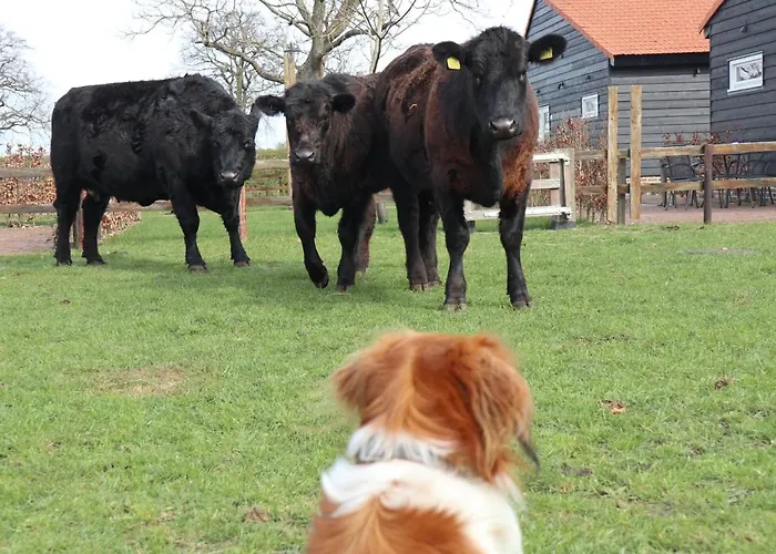 Met De Kippen Op Stok - Vakantiehuisjes