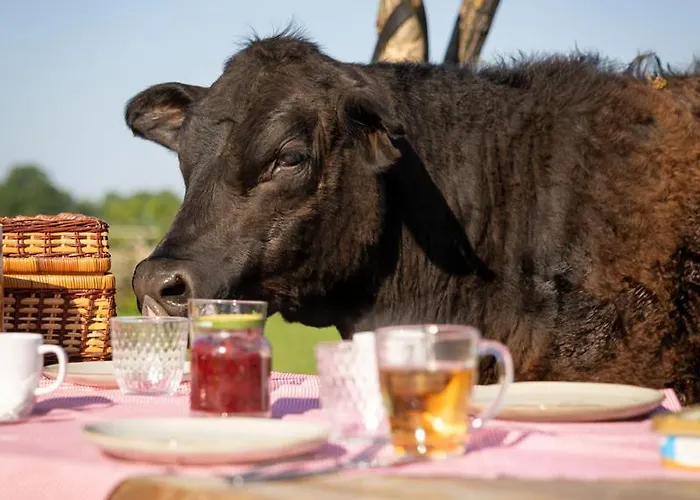 Met De Kippen Op Stok - Vakantiehuisjes
