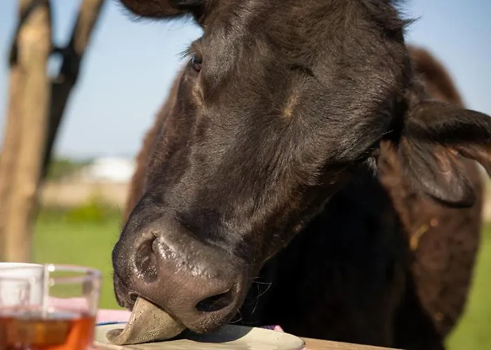 Met De Kippen Op Stok - Vakantiehuisjes Holiday home