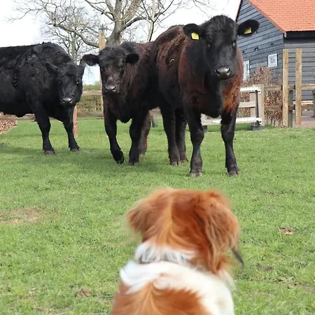 Met De Kippen Op Stok - Vakantiehuisjes