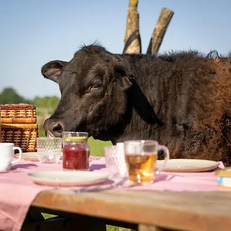 Met De Kippen Op Stok - Vakantiehuisjes